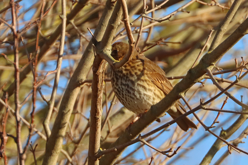Song Thrush (Turdus philomelos), photo 6