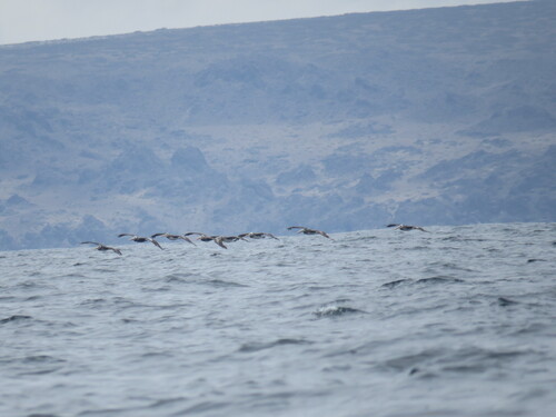 Peruvian Pelican (Pelecanus thagus), photo 2
