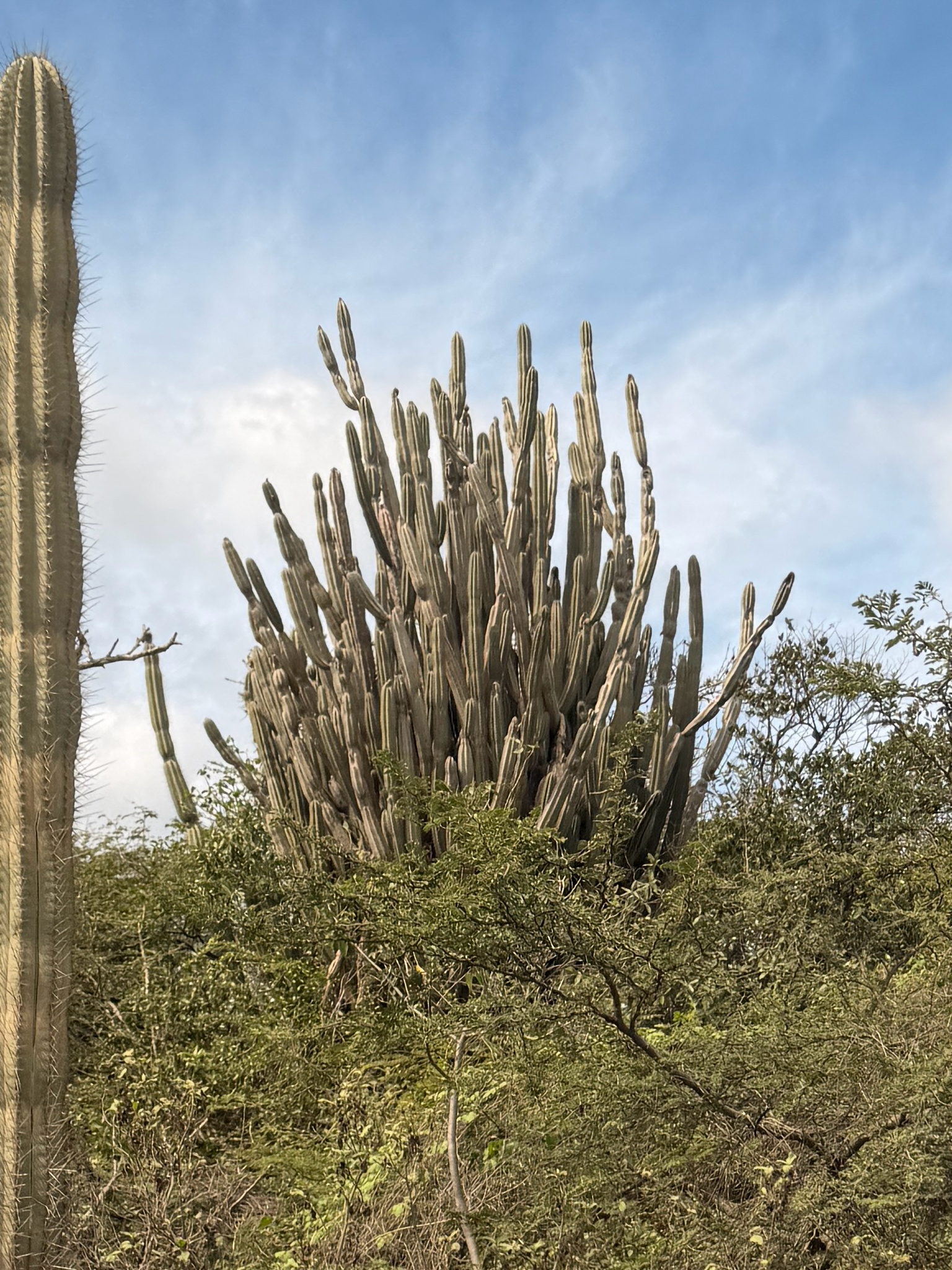 Peruvian apple cactus