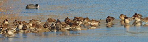 Green-winged Teal (Anas crecca), photo 5
