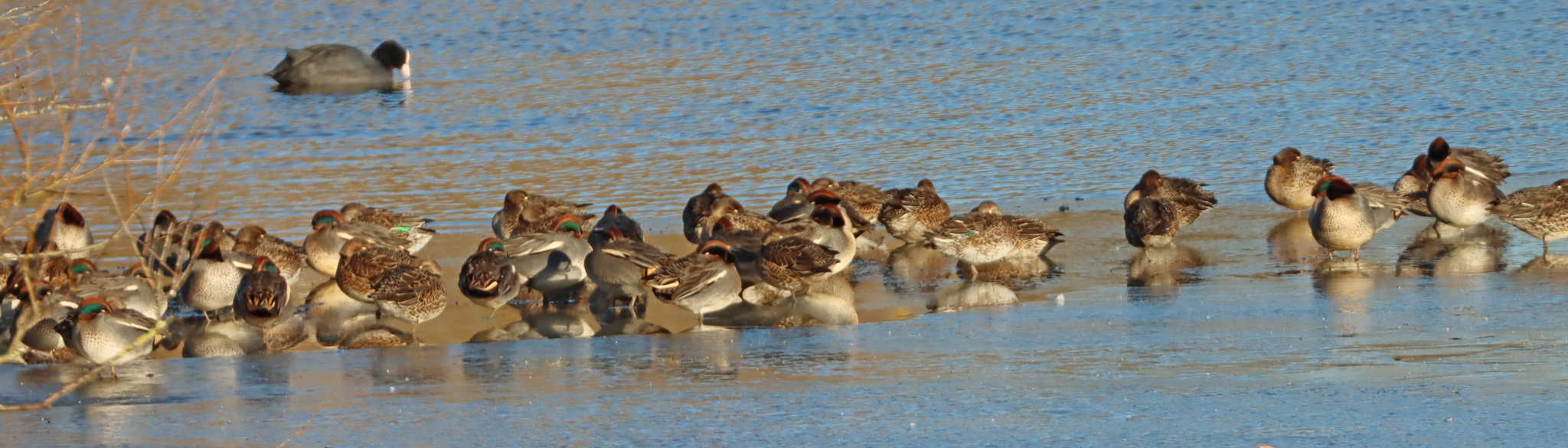 Green-winged Teal (Anas crecca), photo 5
