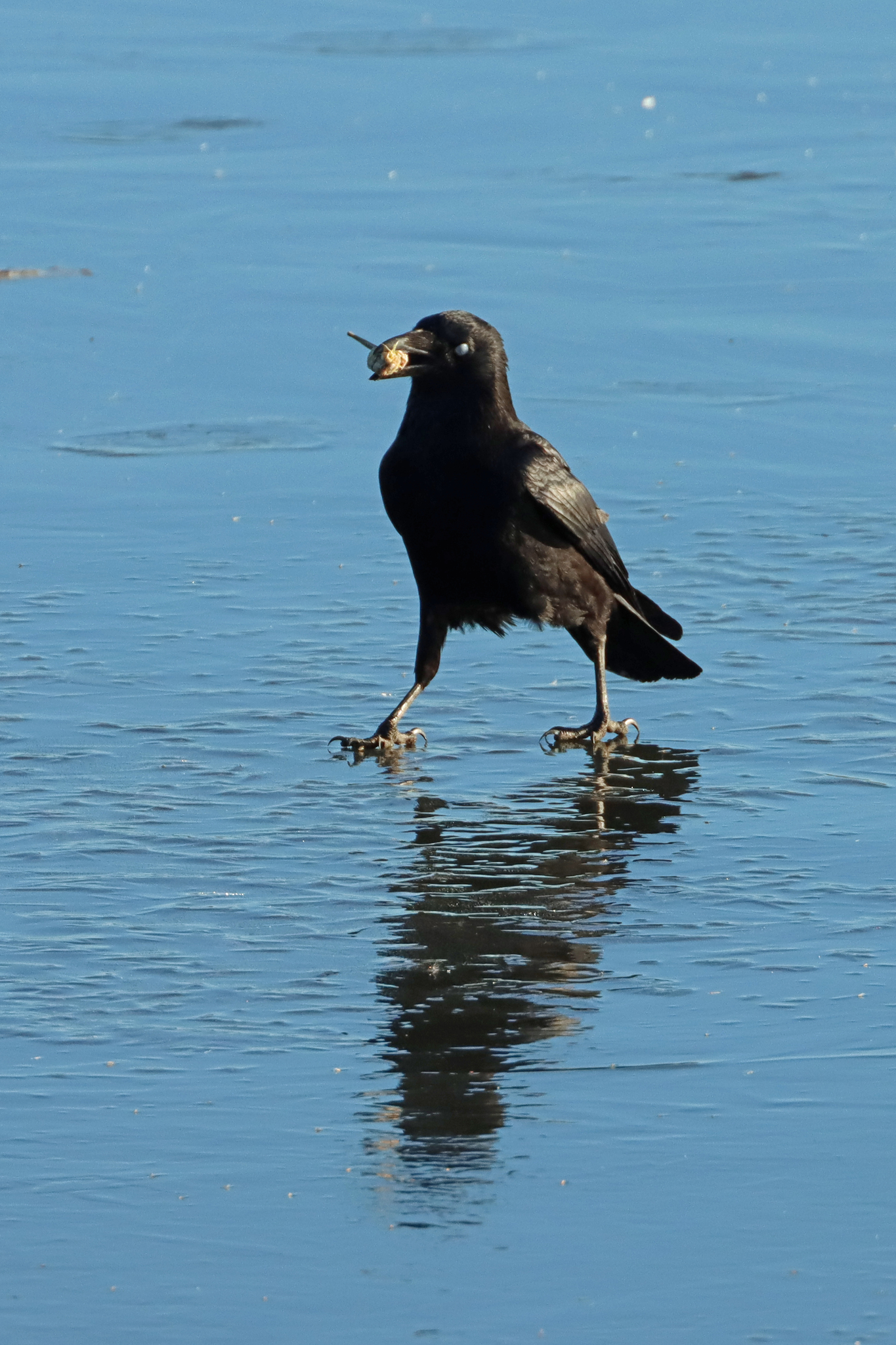 Carrion Crow (Corvus corone), photo 4