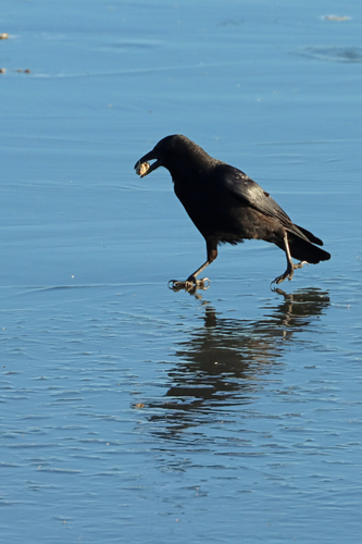 Carrion Crow (Corvus corone), photo 3