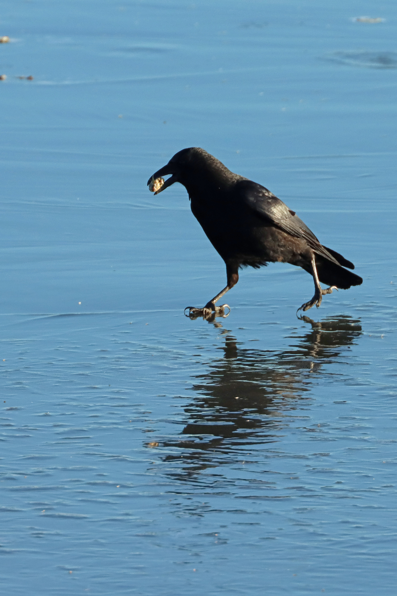 Carrion Crow (Corvus corone), photo 3