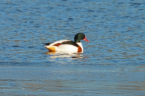 Common Shelduck (Tadorna tadorna), photo 4