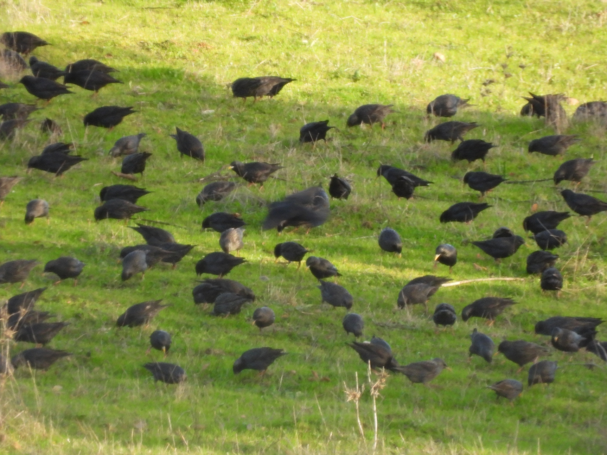 Spotless Starling (Sturnus unicolor), photo 1