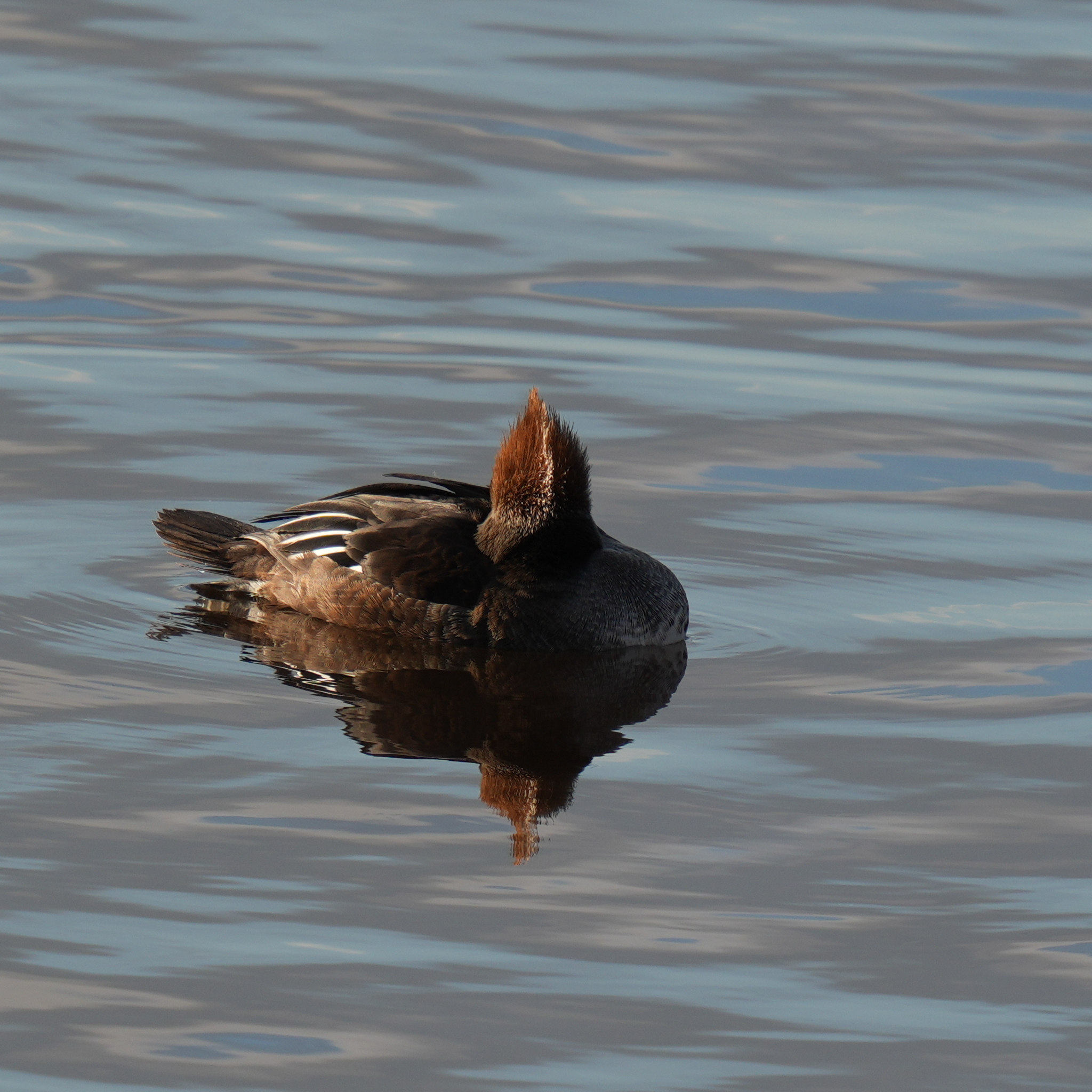 Hooded Merganser (Lophodytes cucullatus), photo 2