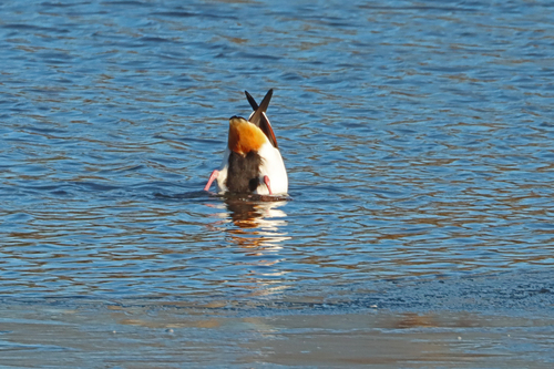 Common Shelduck (Tadorna tadorna), photo 5