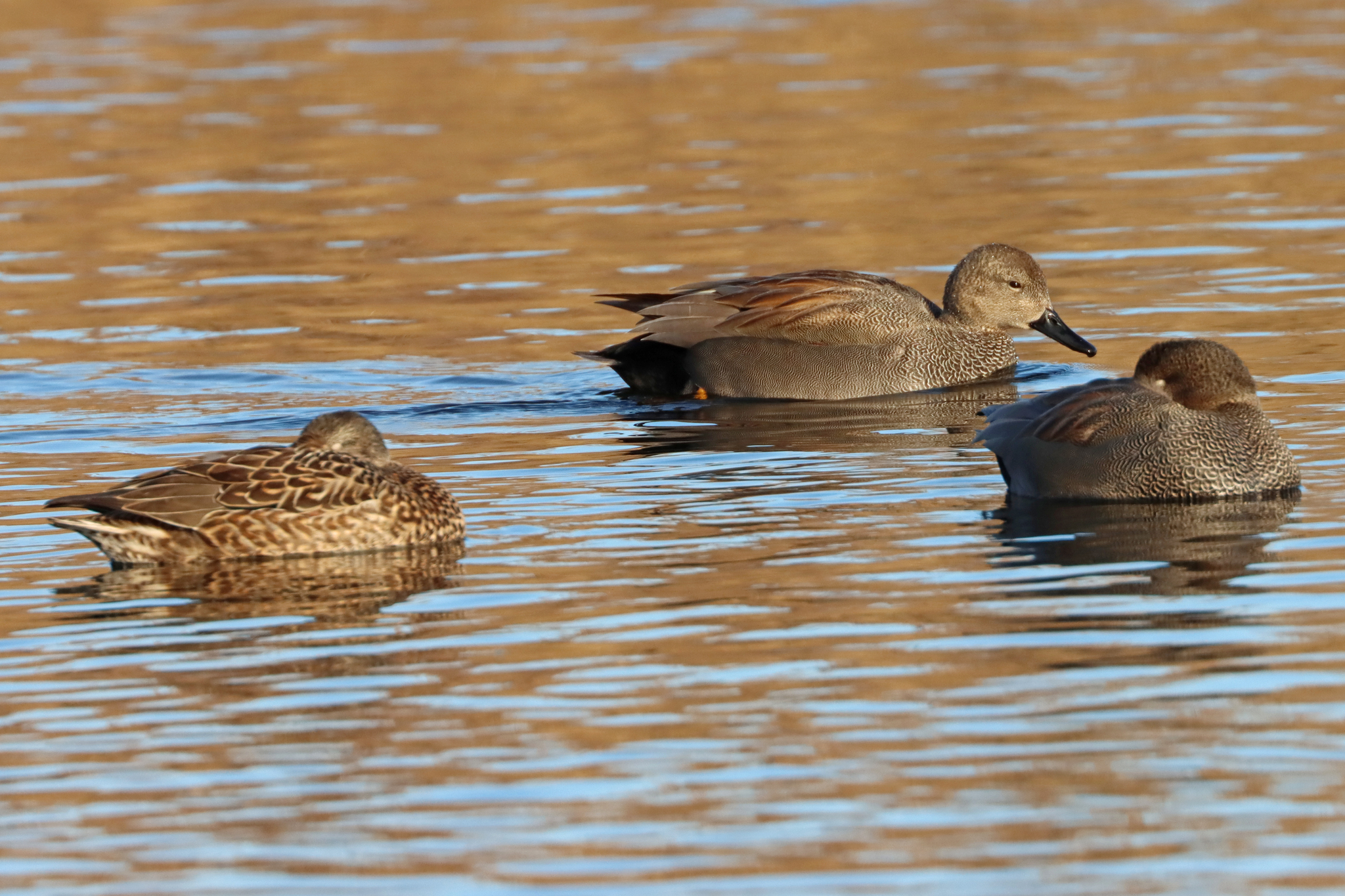 Gadwall (Mareca strepera), photo 10