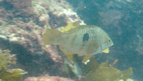 Spotty-lipvis (Notolabrus celidotus) — Labridae