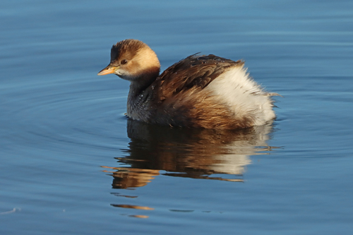 Little Grebe (Tachybaptus ruficollis), photo 5