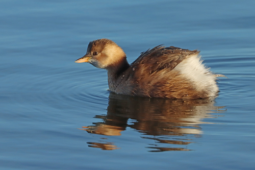 Little Grebe (Tachybaptus ruficollis), photo 4