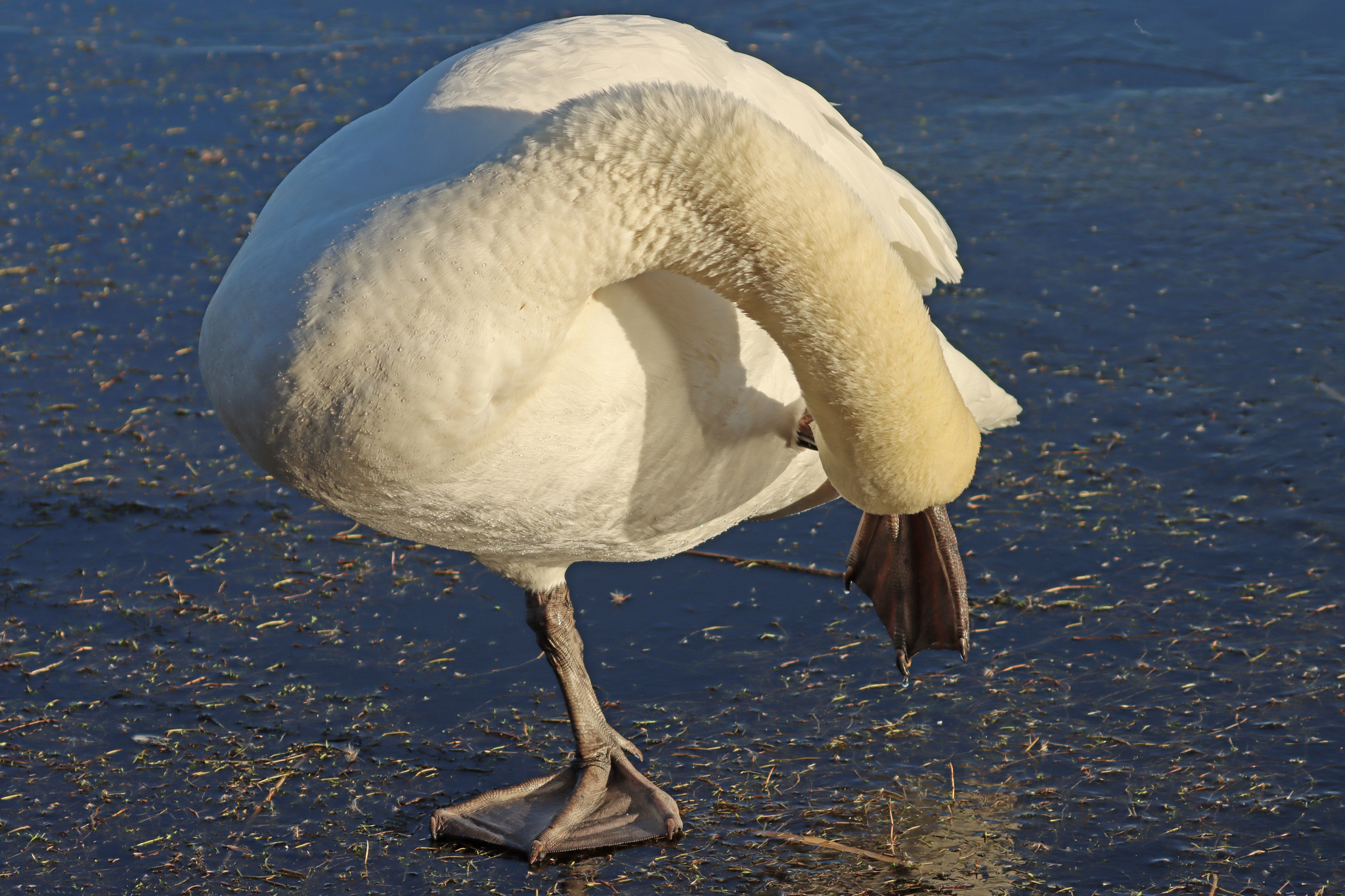 Mute Swan (Cygnus olor), photo 10