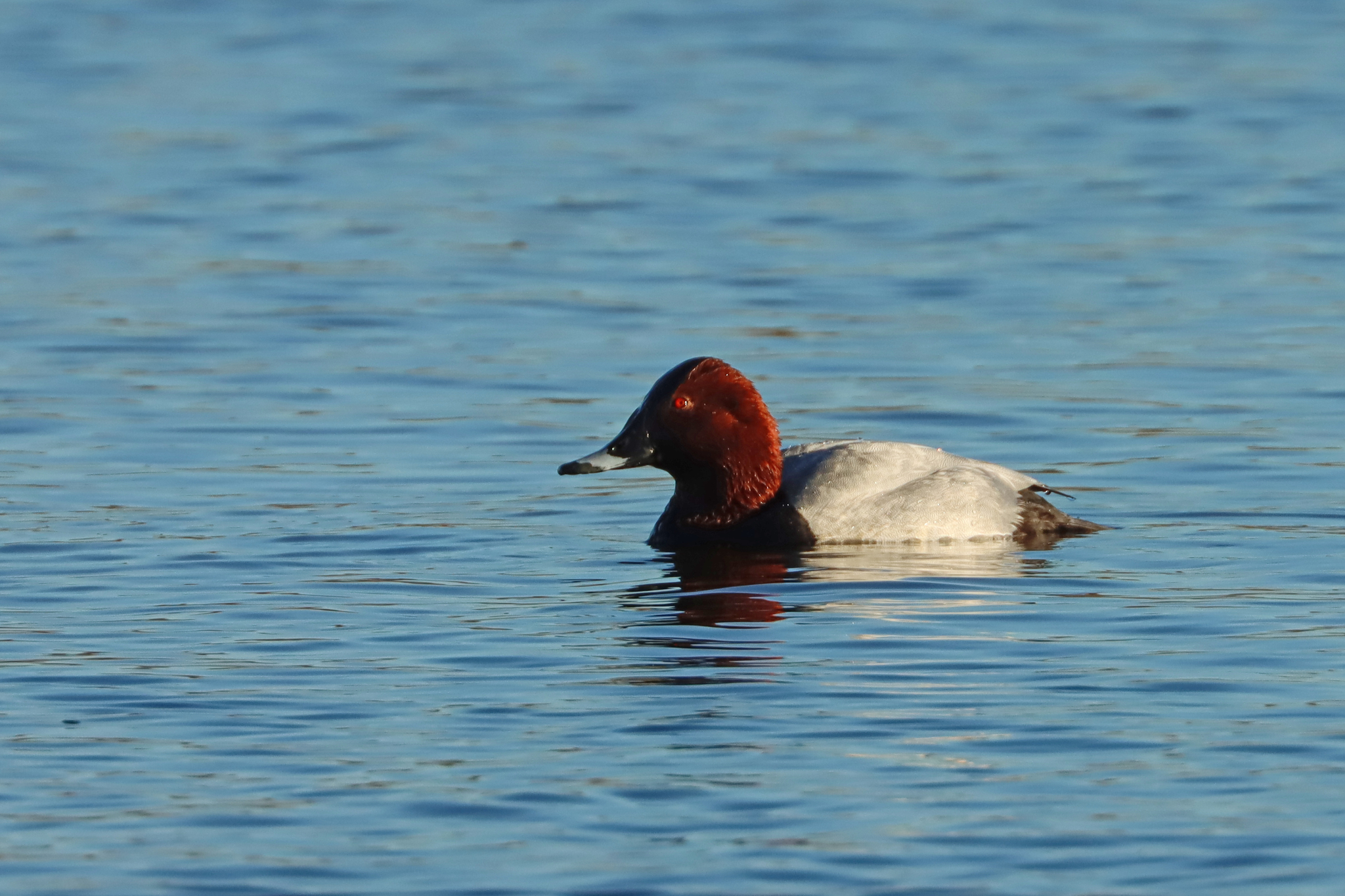 Common Pochard (Aythya ferina), photo 7