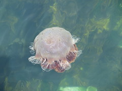 Desmonema gaudichaudi