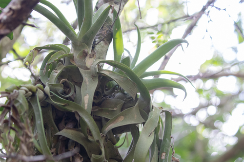 Tillandsia streptophylla, photograph 6