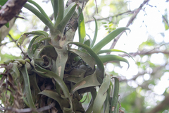 Tillandsia streptophylla