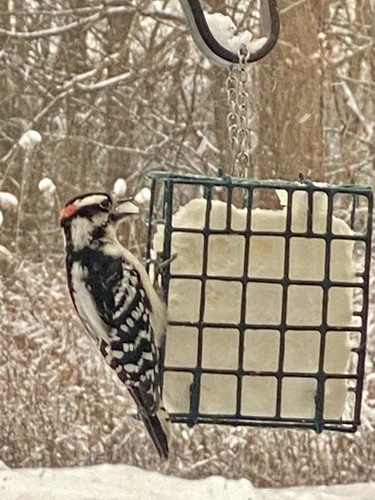 Downy Woodpecker (Dryobates pubescens), photo 4