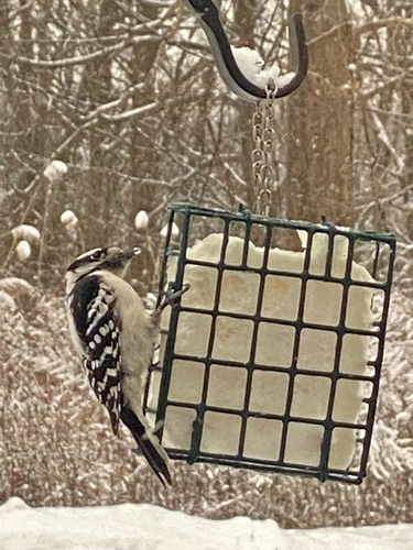 Downy Woodpecker (Dryobates pubescens), photo 5