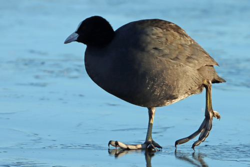 Eurasian Coot (Fulica atra), photo 5