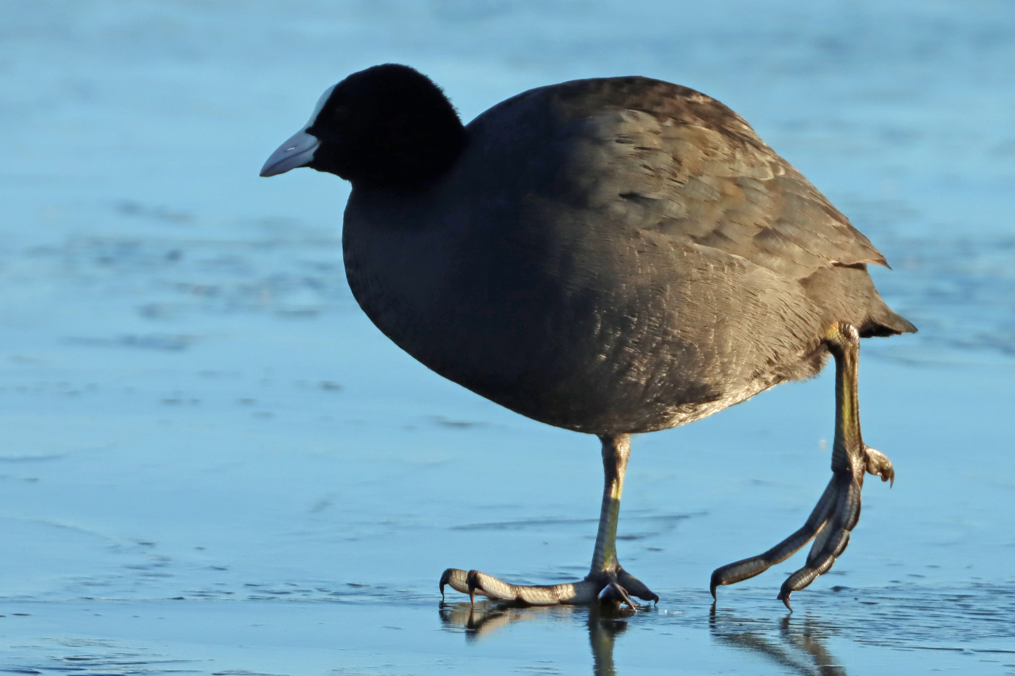 Eurasian Coot (Fulica atra), photo 5