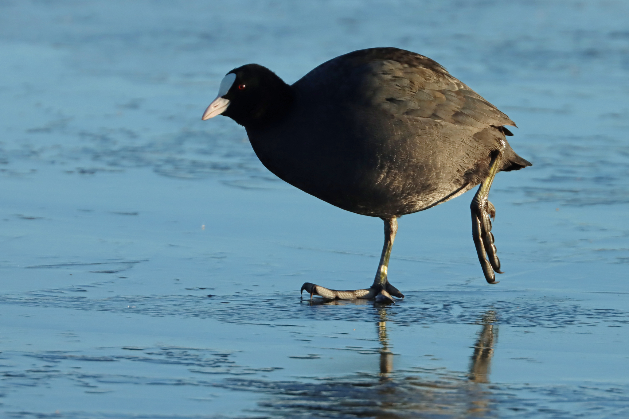 Eurasian Coot (Fulica atra), photo 6