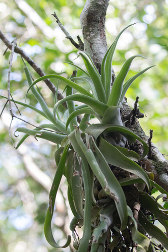 Tillandsia streptophylla, photograph 5