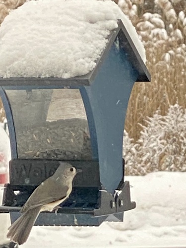 Tufted Titmouse (Baeolophus bicolor), photo 4