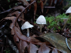Coprinopsis canoceps