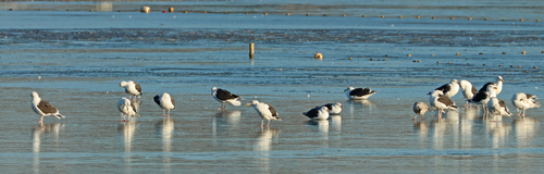 Great Black-backed Gull (Larus marinus), photo 4