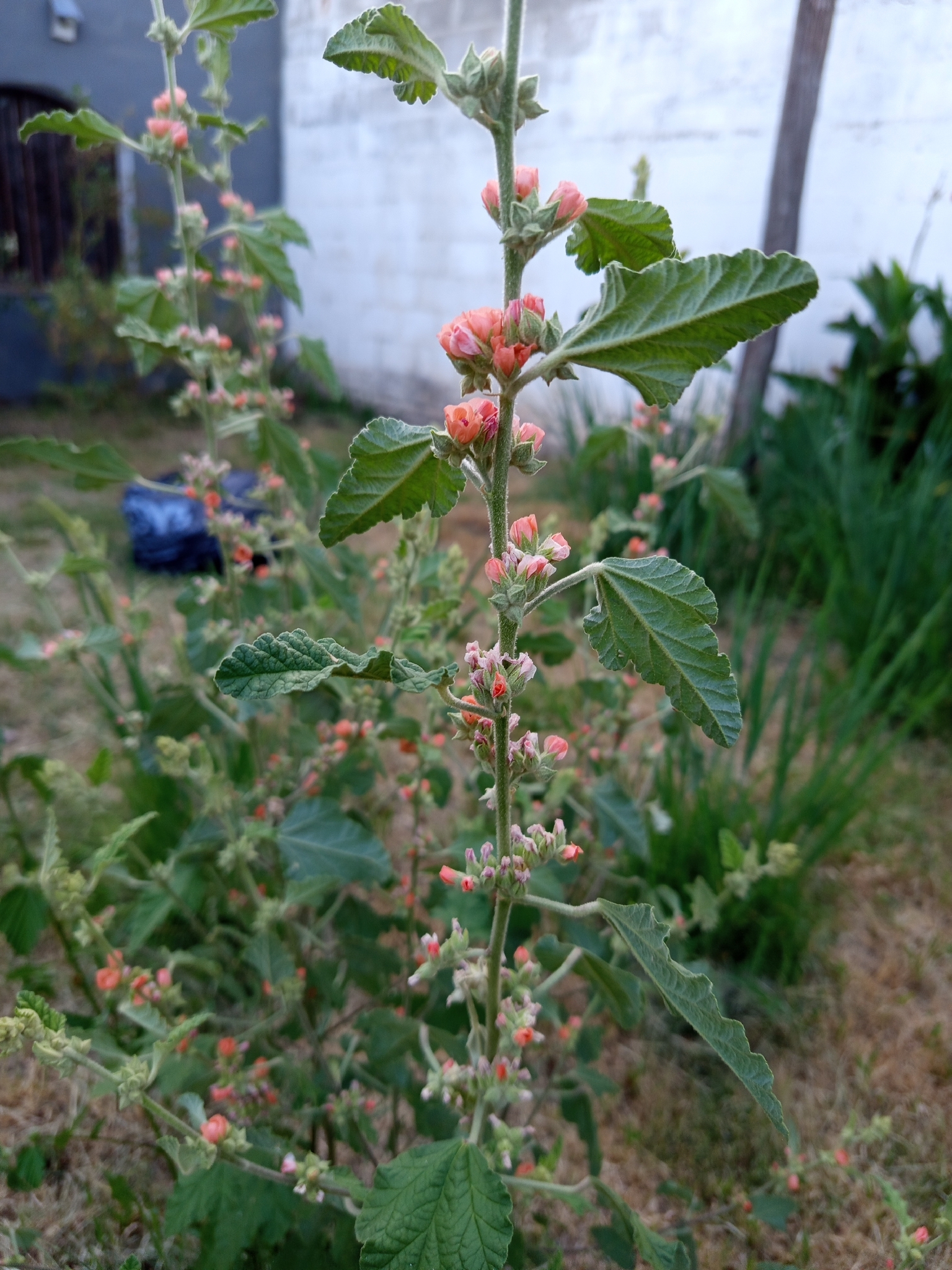 False mallow