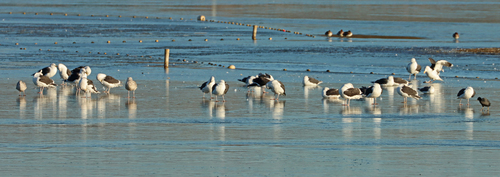 Great Black-backed Gull (Larus marinus), photo 3