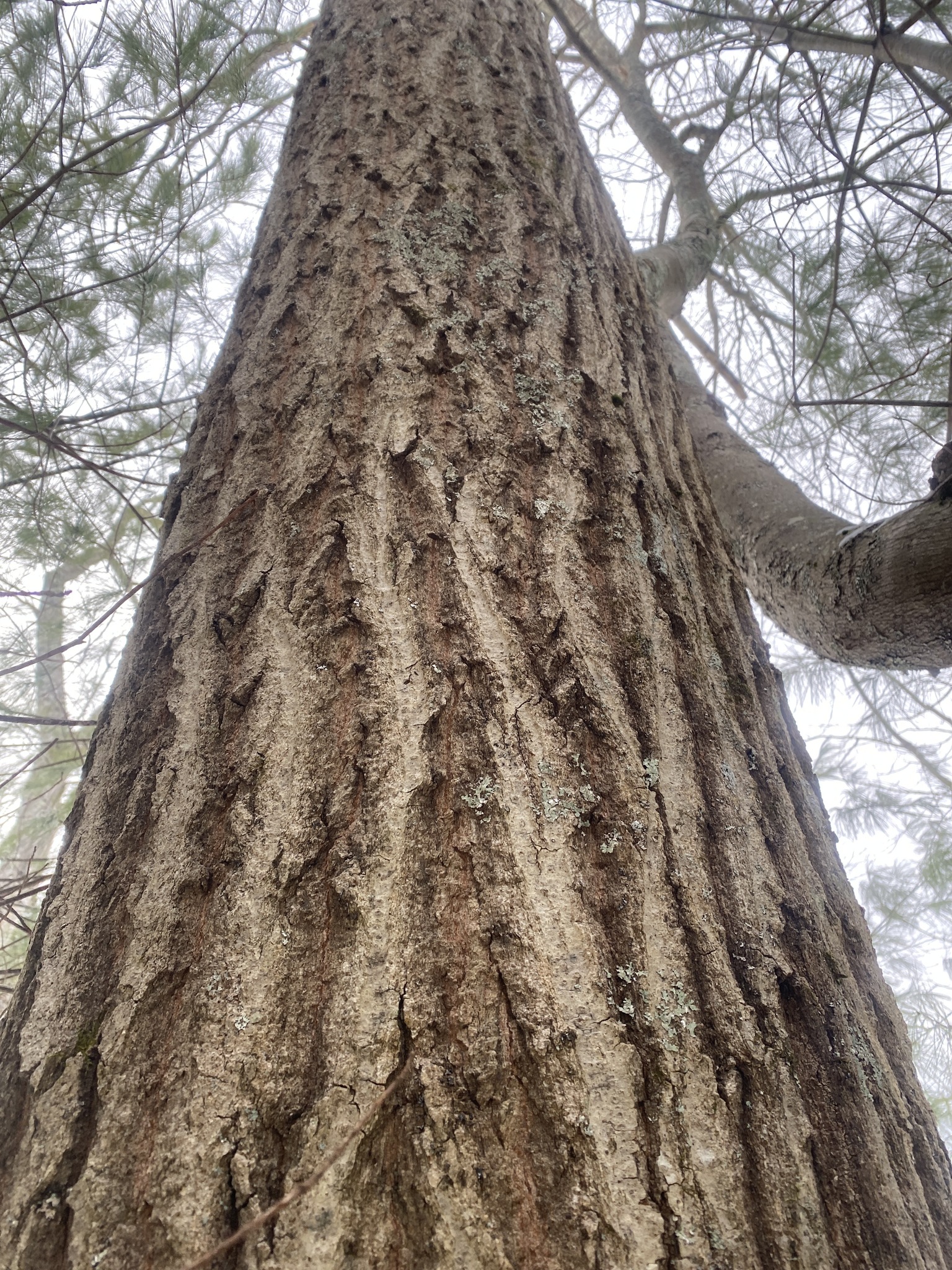 Northern red oak