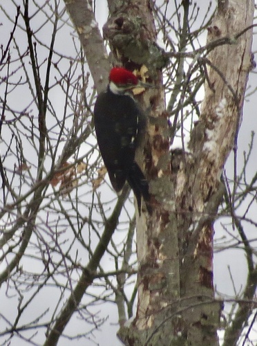 Pileated Woodpecker photographed in New York