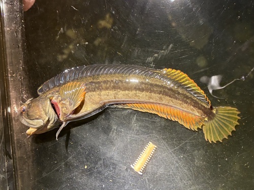 Onespot fringehead (Neoclinus uninotatus) — Chaenopsidae — 3