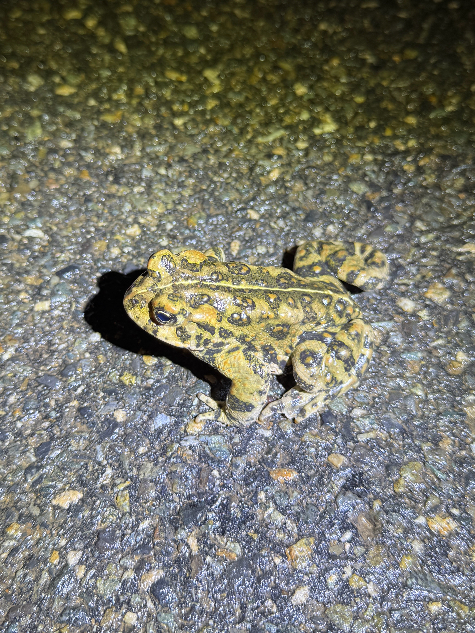 Anaxyrus monfontanus