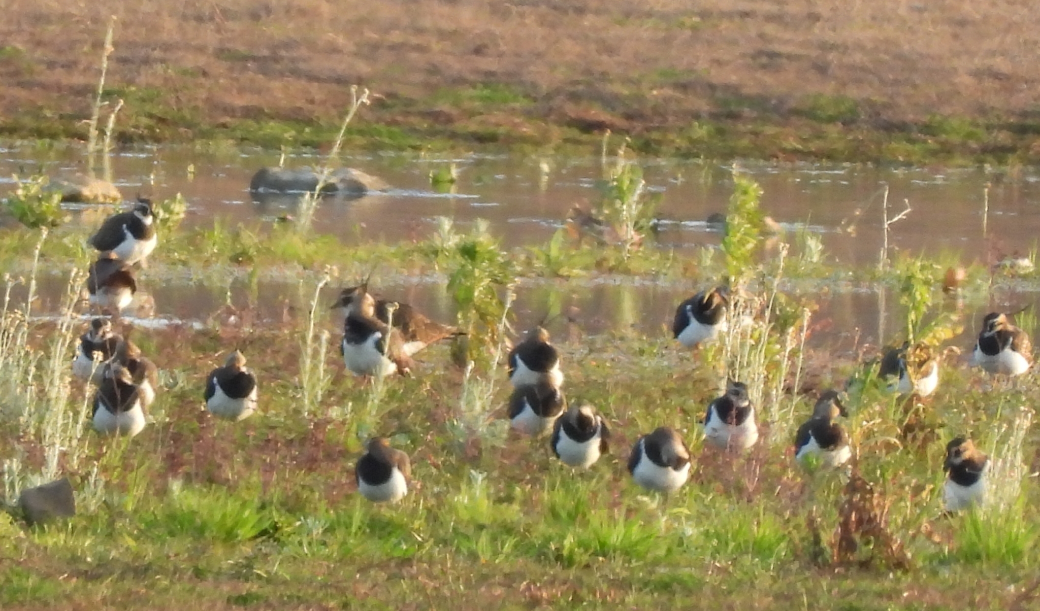 Northern Lapwing (Vanellus vanellus), photo 9