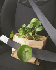 Pilea peperomioides