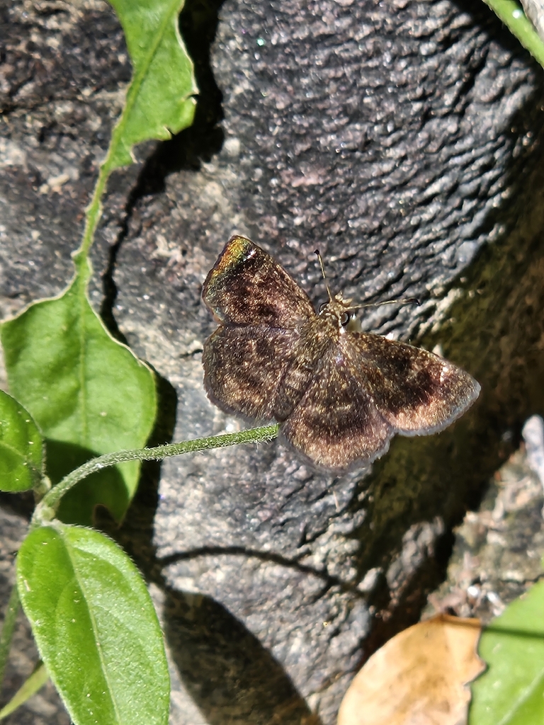 Staphylus tyro