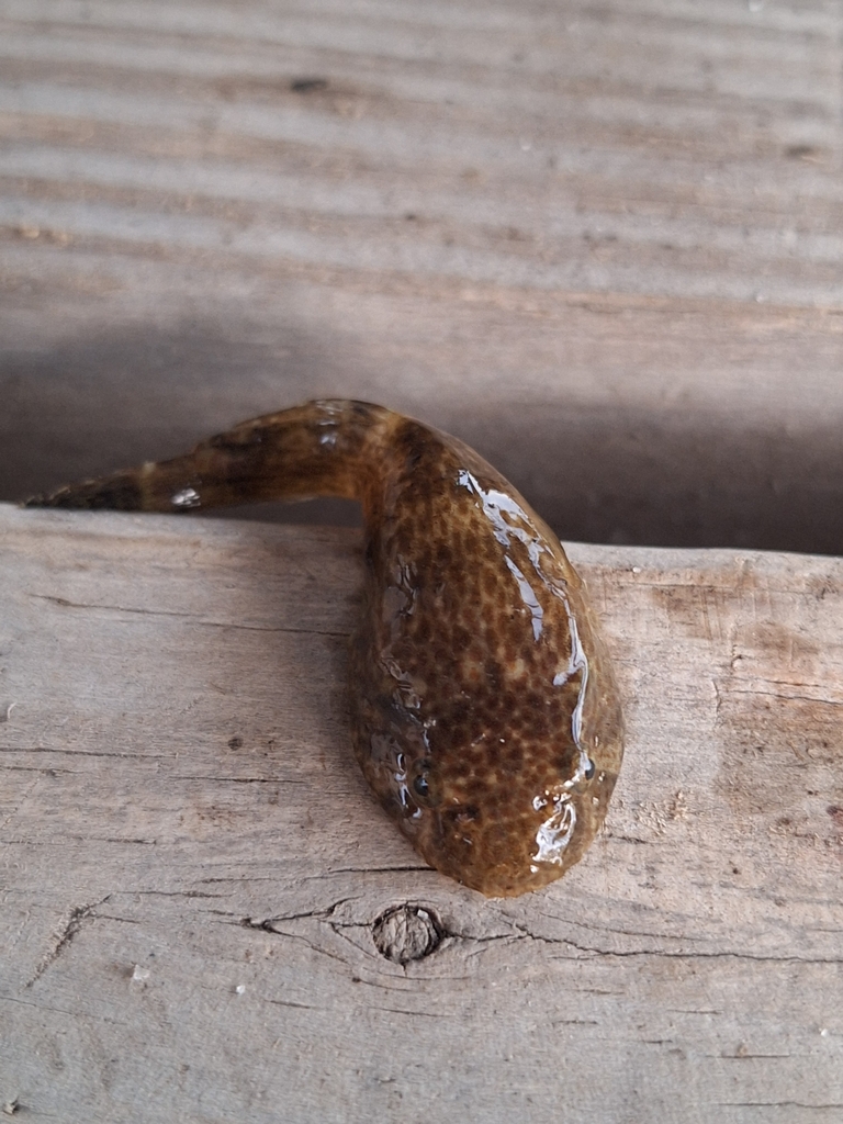 Koekenpan-zuignapvis (Gobiesox strumosus) — Gobiesocidae