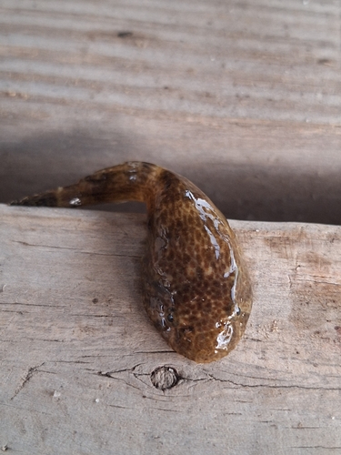 Skilletfish (Gobiesox strumosus) — Gobiesocidae