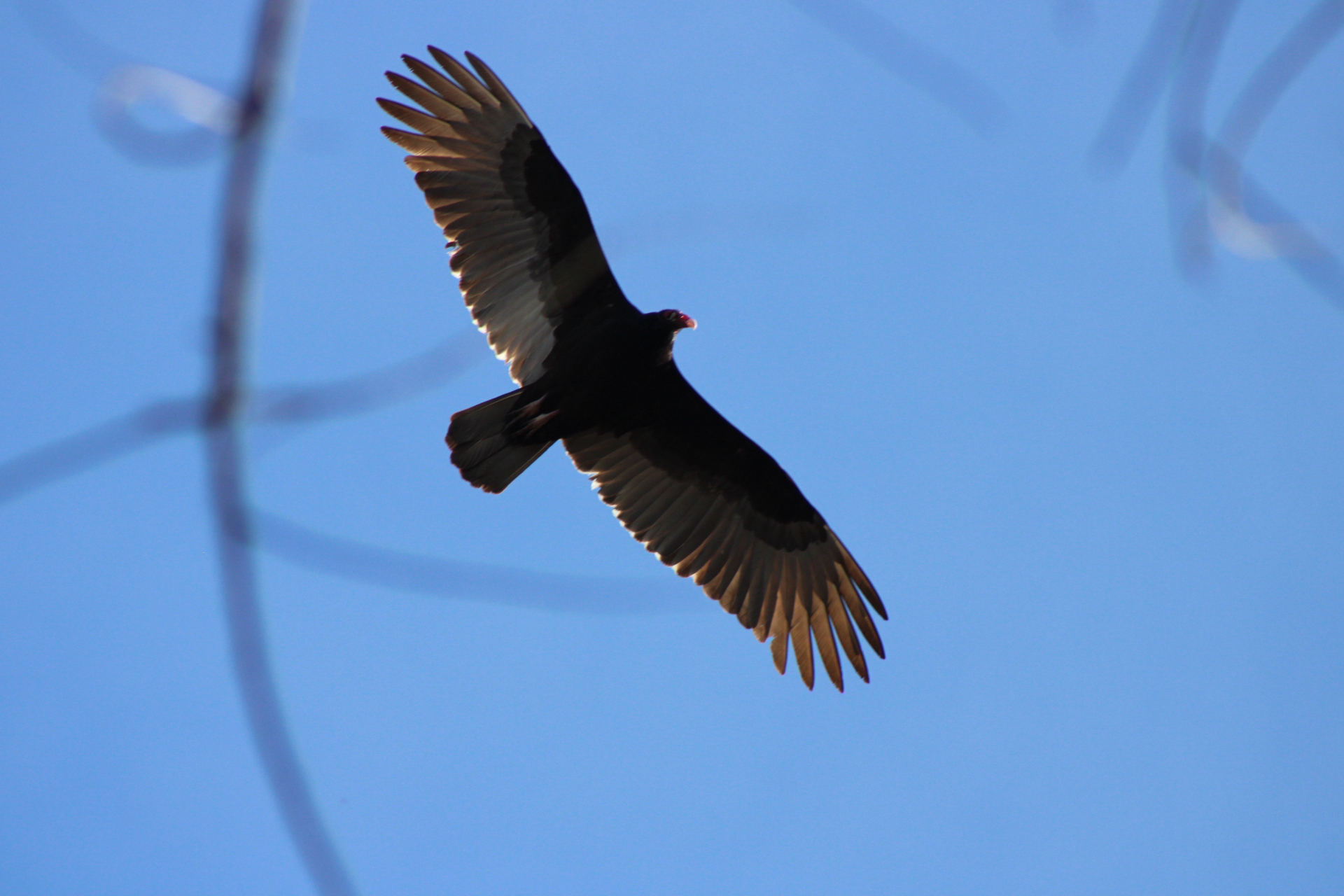Cathartes aura (Linnaeus, 1758)