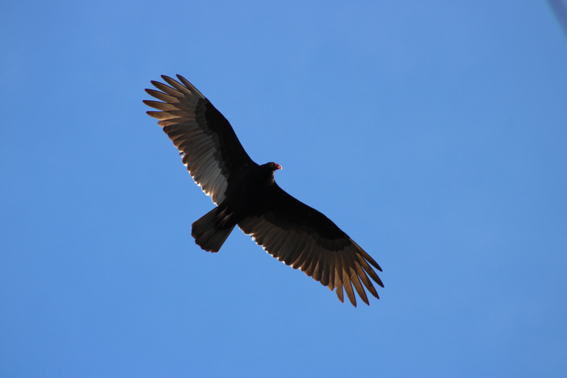 Cathartes aura (Linnaeus, 1758)