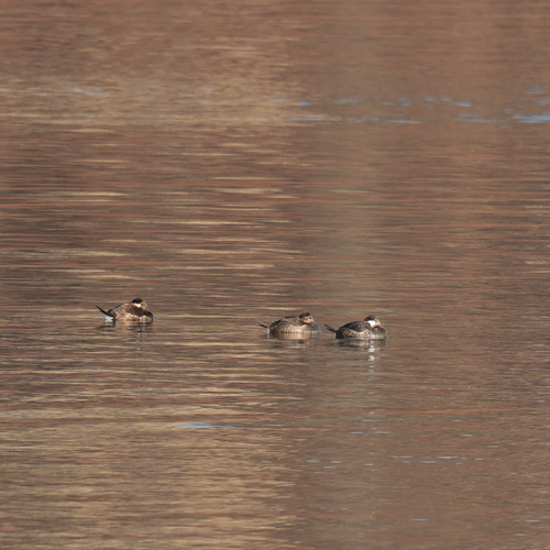 Ruddy Duck (Oxyura jamaicensis), photo 5
