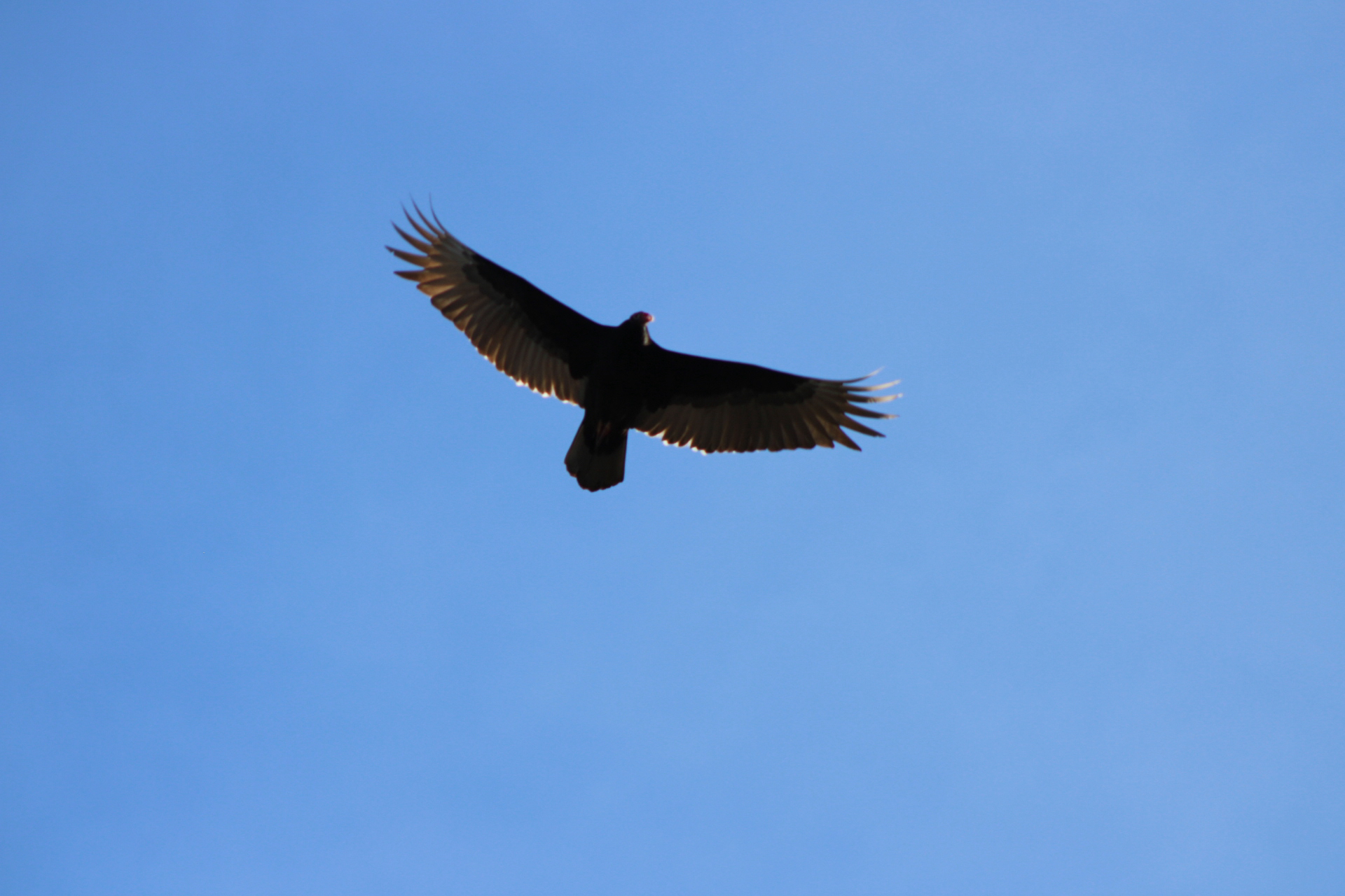 Cathartes aura (Linnaeus, 1758)