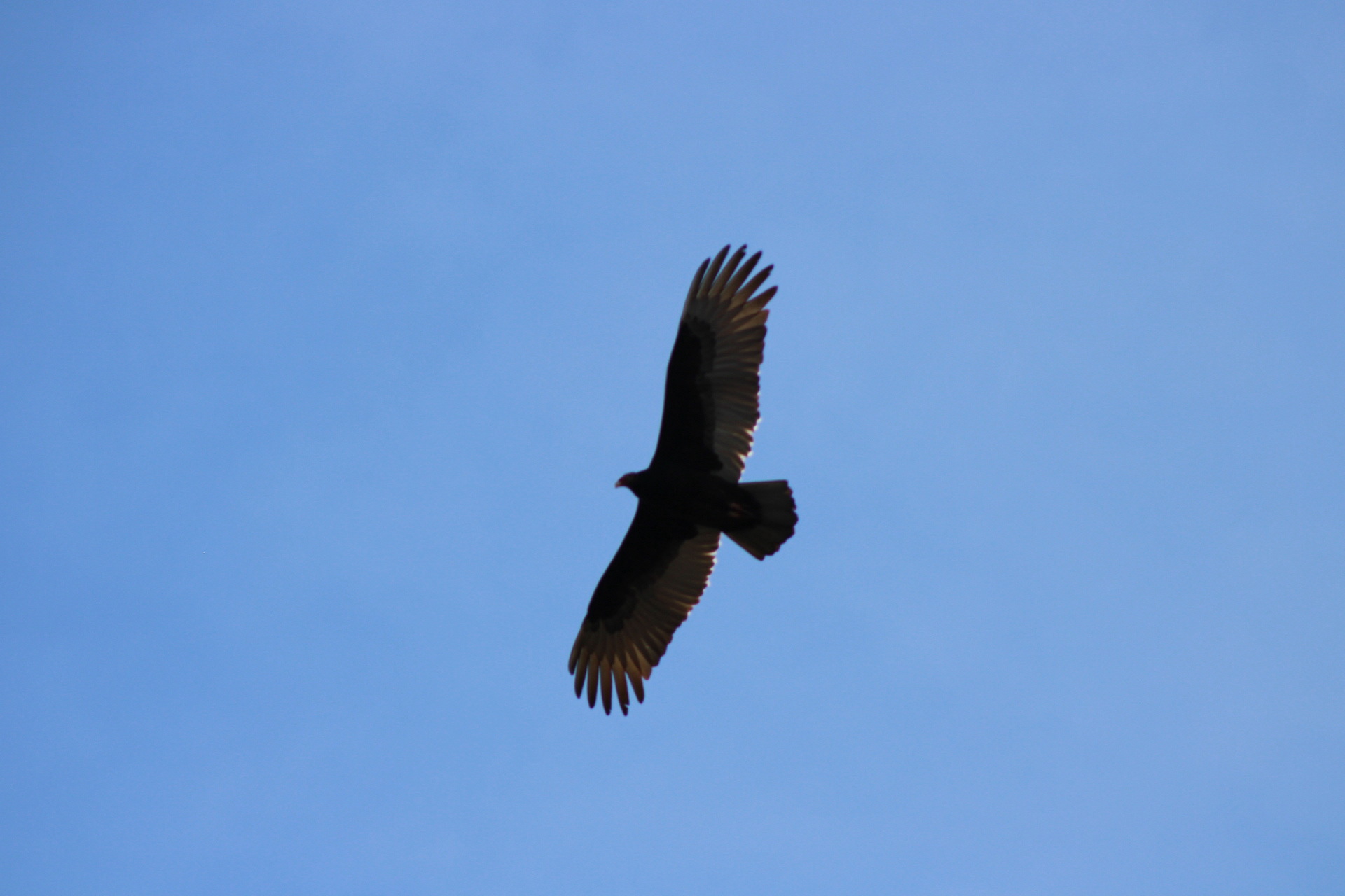 Cathartes aura (Linnaeus, 1758)