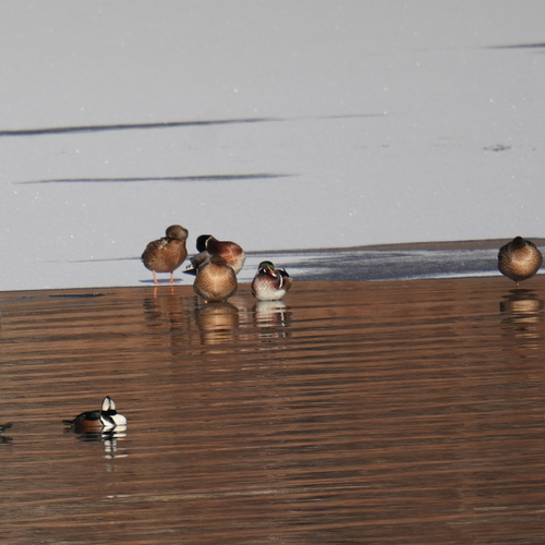 Wood Duck (Aix sponsa), photo 7