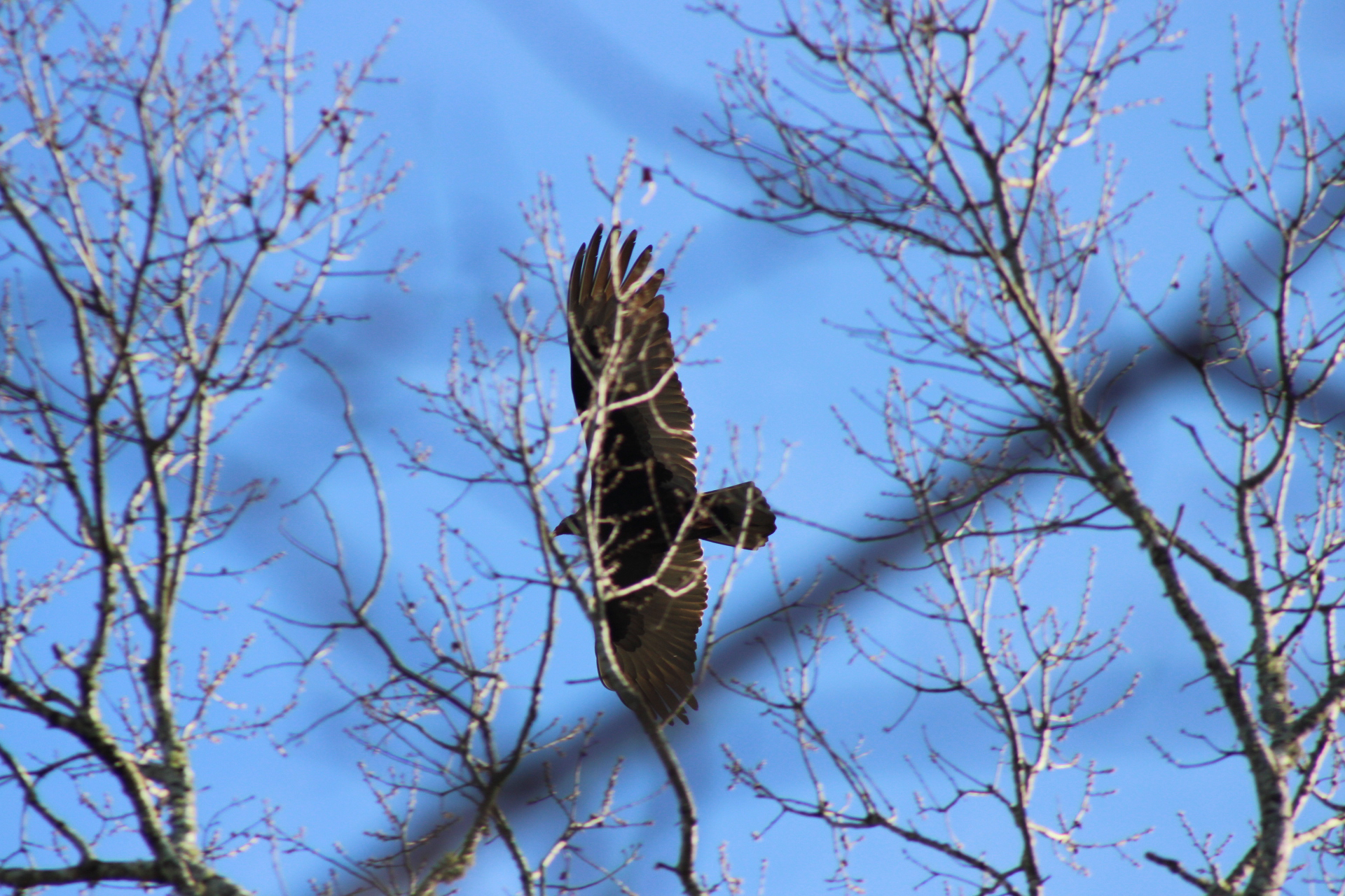 Cathartes aura (Linnaeus, 1758)