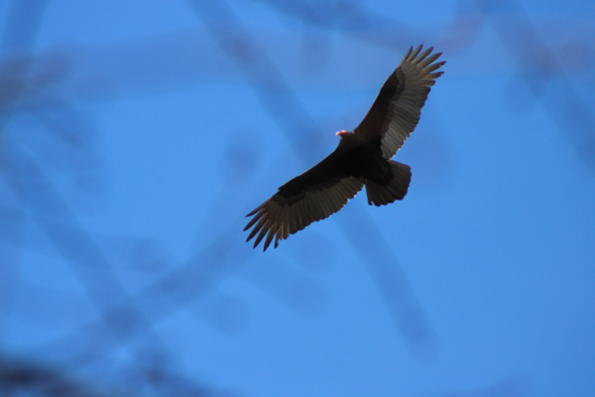 Cathartes aura (Linnaeus, 1758)