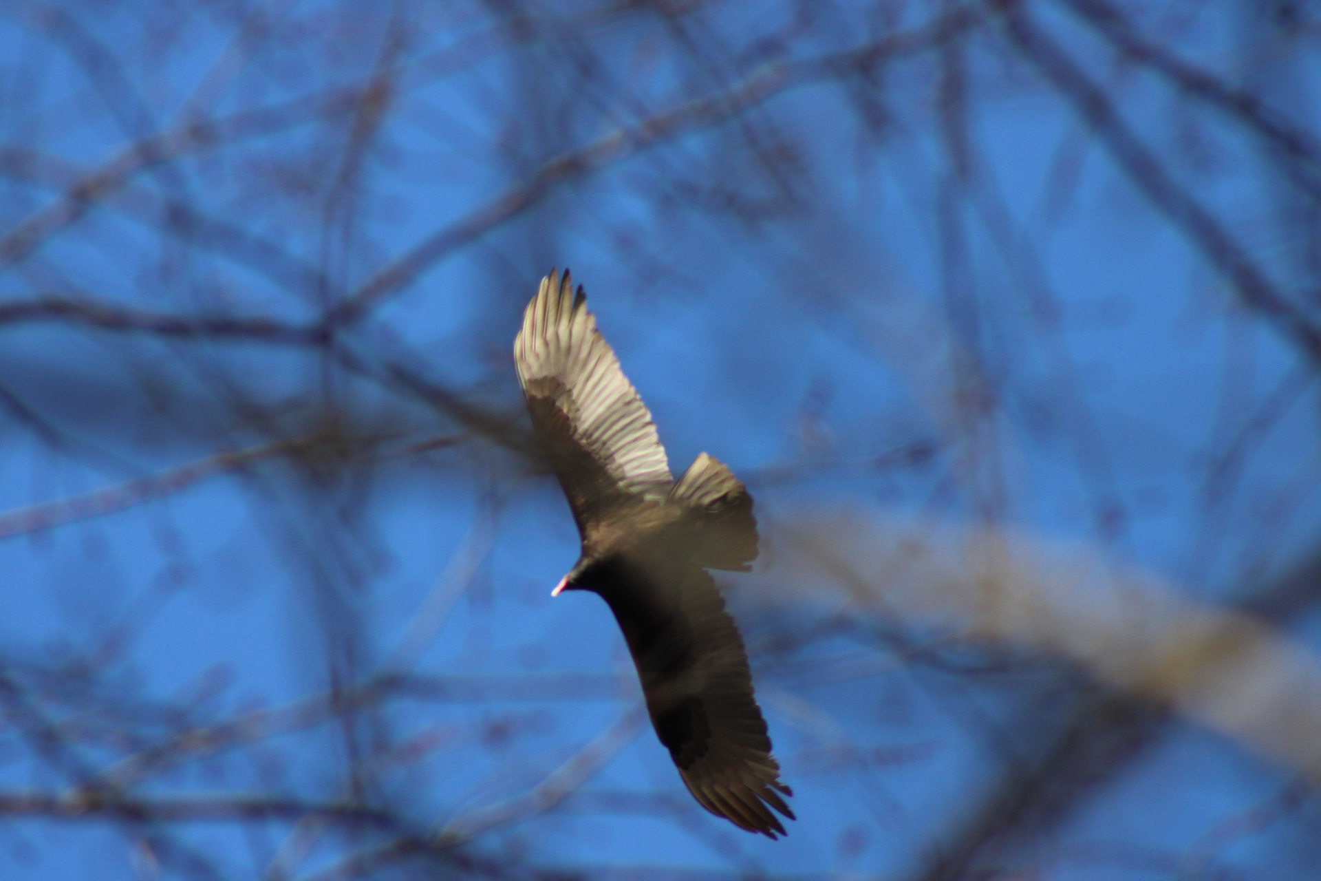 Cathartes aura (Linnaeus, 1758)